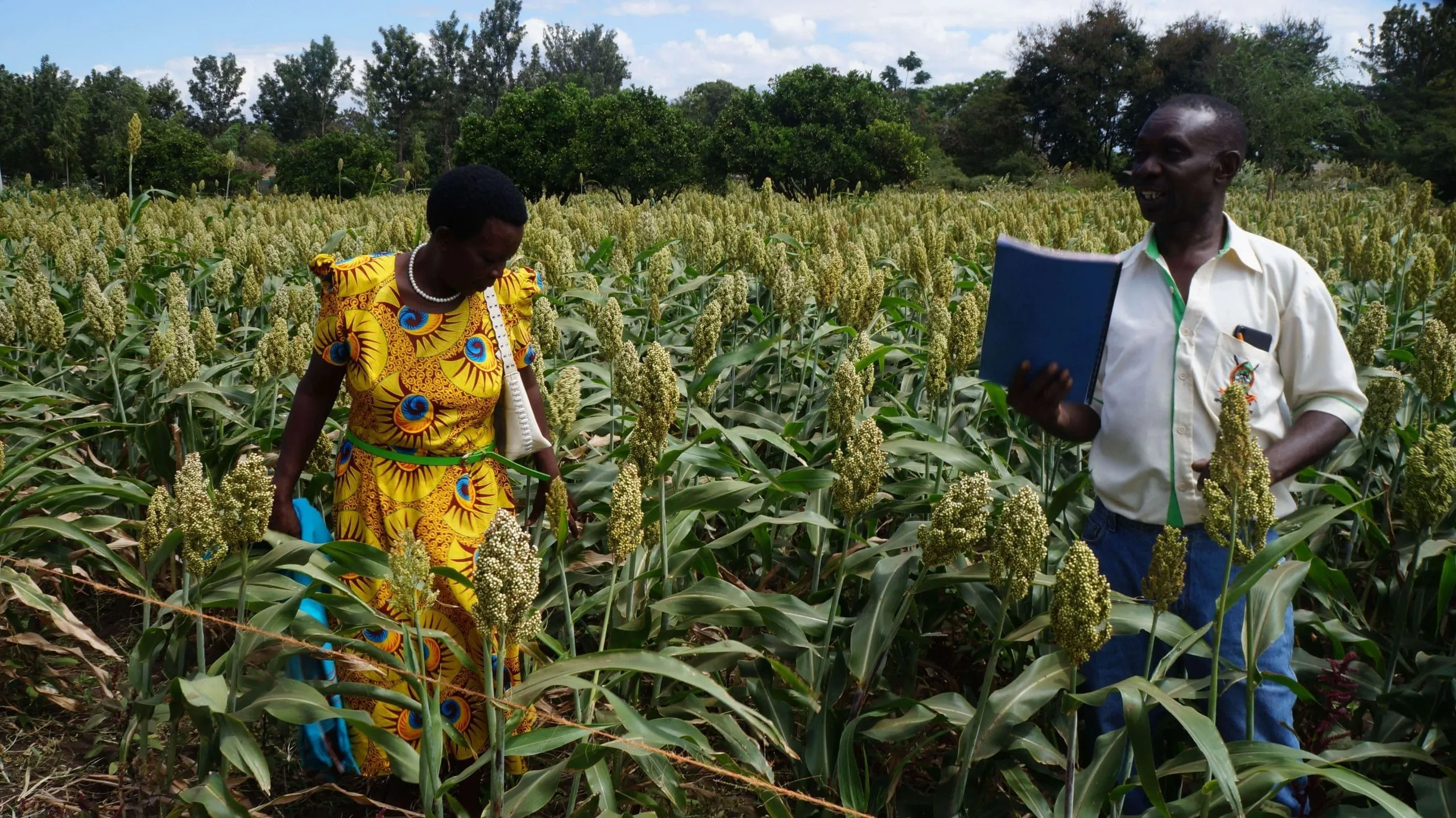 Man and woman reviewing a mature sorghum crop in a farming field in Kenya