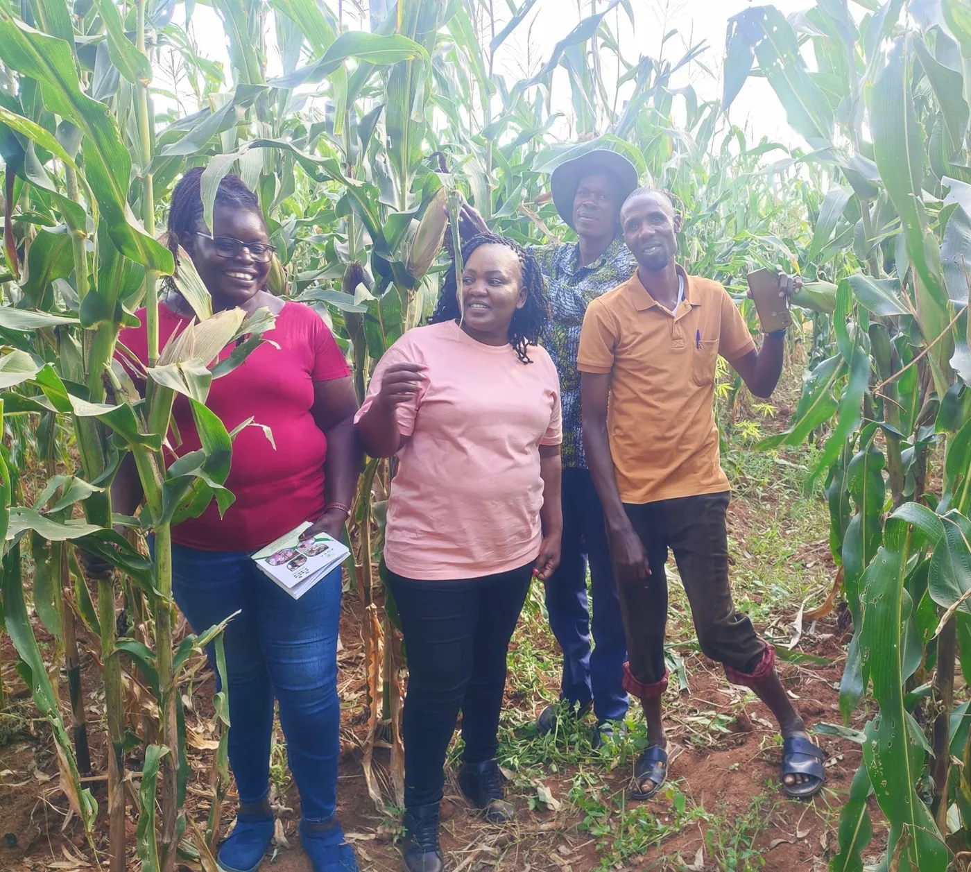 Four members of a farmer organization standing in a maize field in Busia