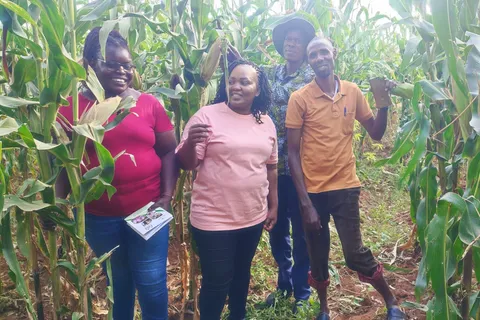 Four members of a farmer organization standing in a maize field in Busia