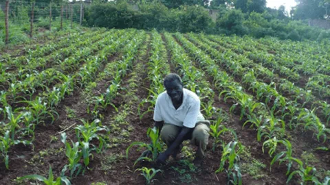 Farmer kneeling in a field of young maize crop rows