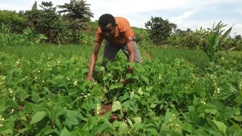 Farmer tending a flowering bean crop in a green field