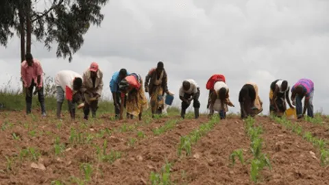 Farmers planting in rows across a field in the Southern Agricultural Growth Corridor of Tanzania