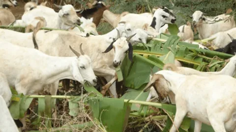 Goats feeding on green fodder in Kenya's drylands livestock program