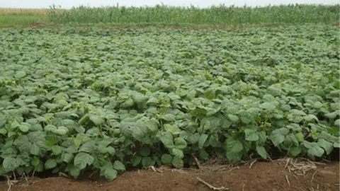 Close-up of a leafy green crop field in coastal Kenya