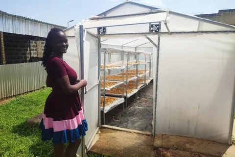 Woman opening a solar dryer tent filled with drying produce at a women-owned agribusiness in Busia