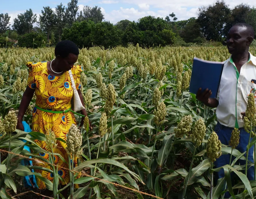 AGMARK field officer with a farmer in a sorghum field