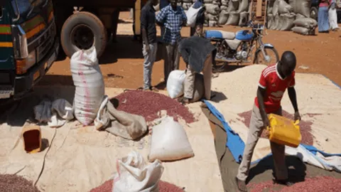 Traders sorting and bagging grain at an outdoor market with a truck and motorbike nearby