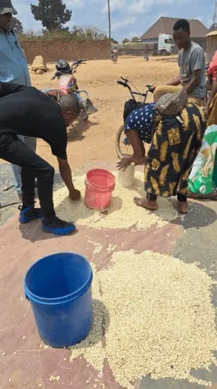 Assessing Maize Grain at Nakonde Market, Zambia