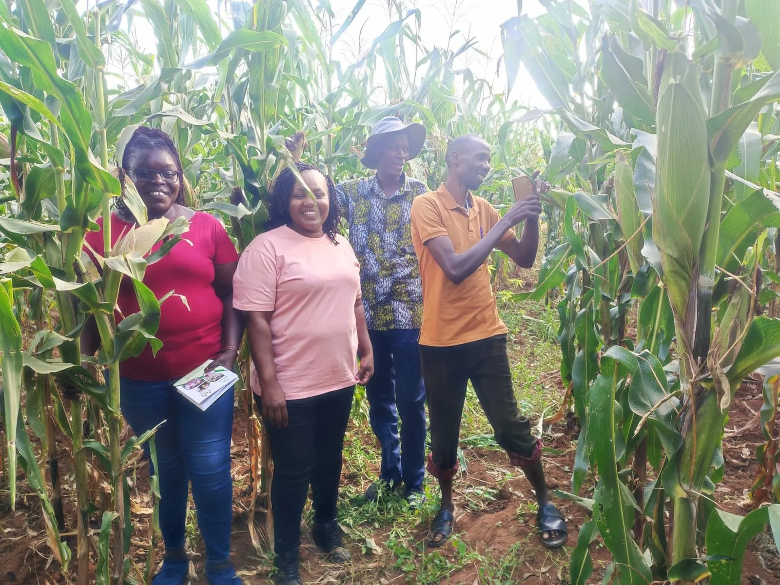 Sibahola Nobona Farmer Organization Maize Farm in Busia, Uganda