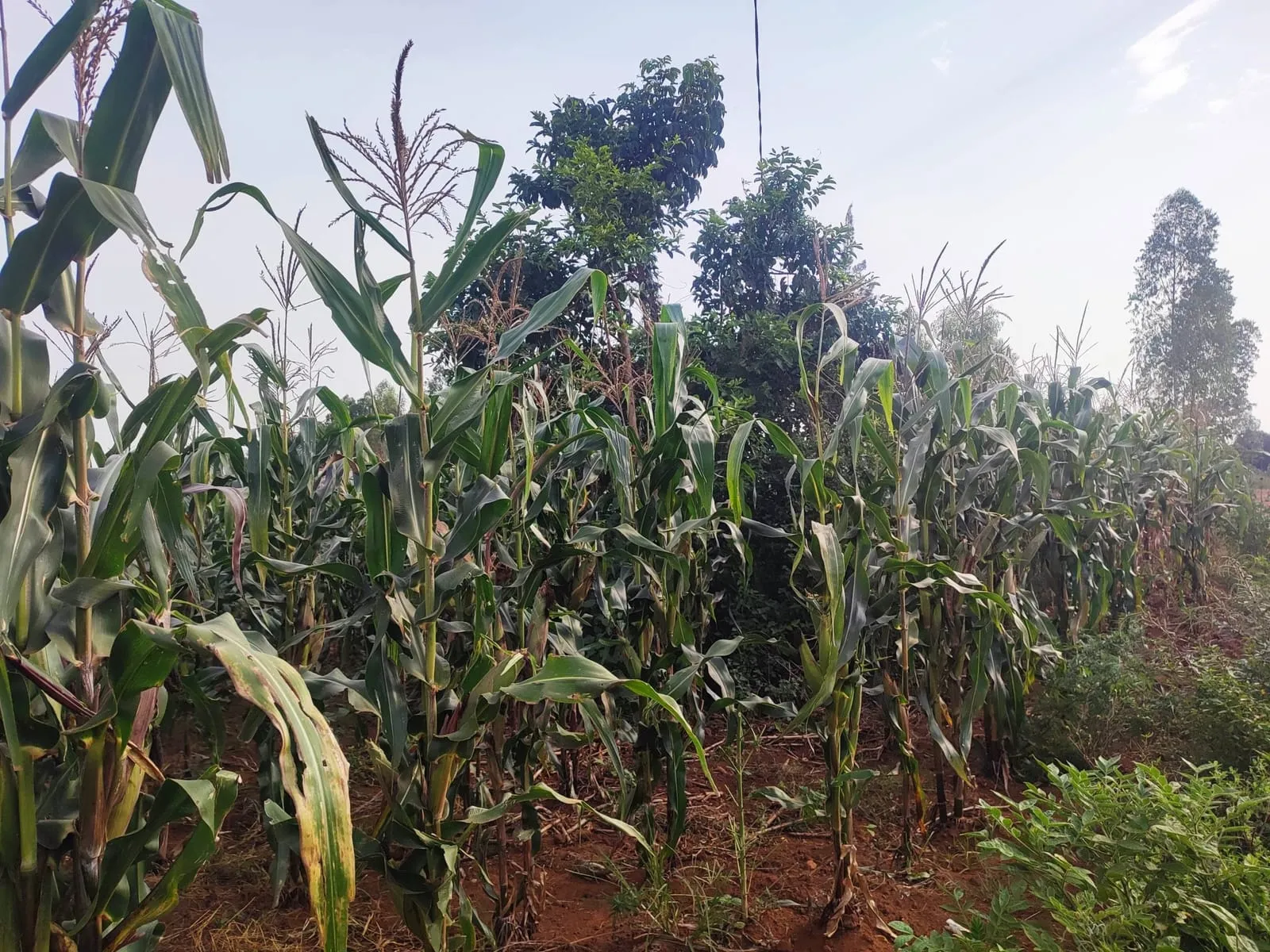 Maize Farm Owned by Farmer Organization in Busia, Uganda