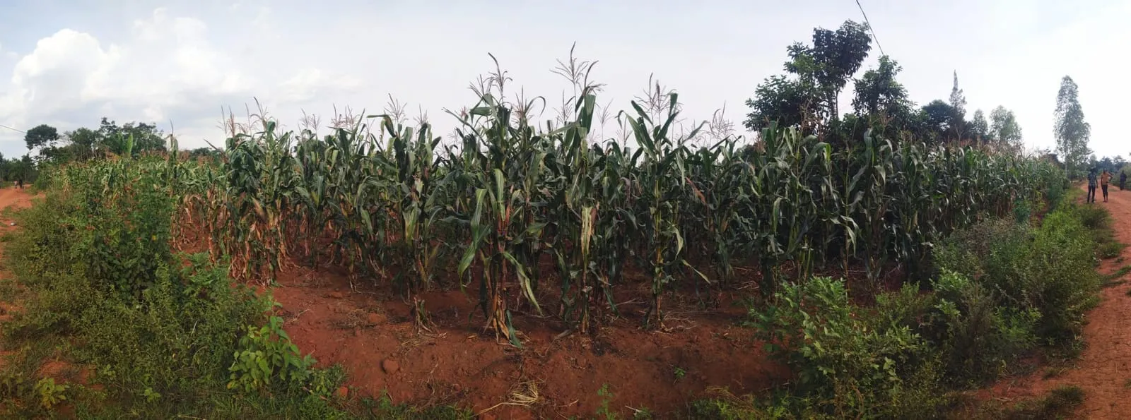 Maize Farm in Busia, Uganda