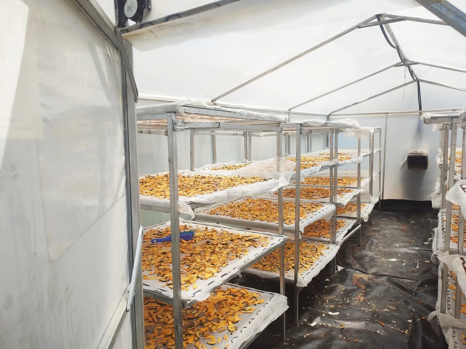 Drying of Pumpkin Chips in a Solar Dryer
