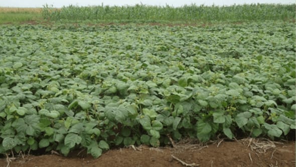 Green plants in agrodealer development field, coastal Kenya, diverse crops with broad and narrow leaves, DAICK project