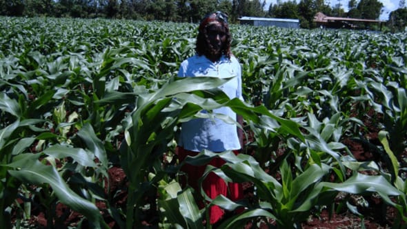 Person in light blue and red amidst tall corn. Kenya agrodealer strengthening program KASP, expansive green field